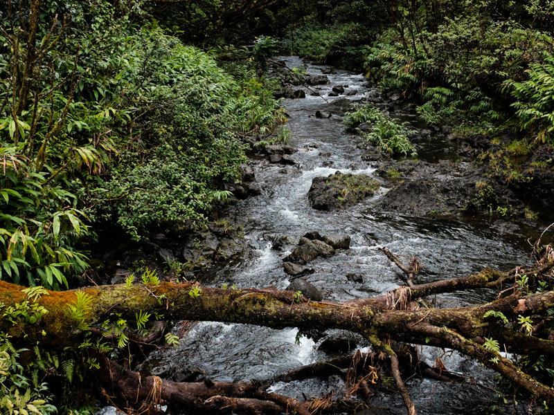 Appearing and Disappearing in the Space of Nature