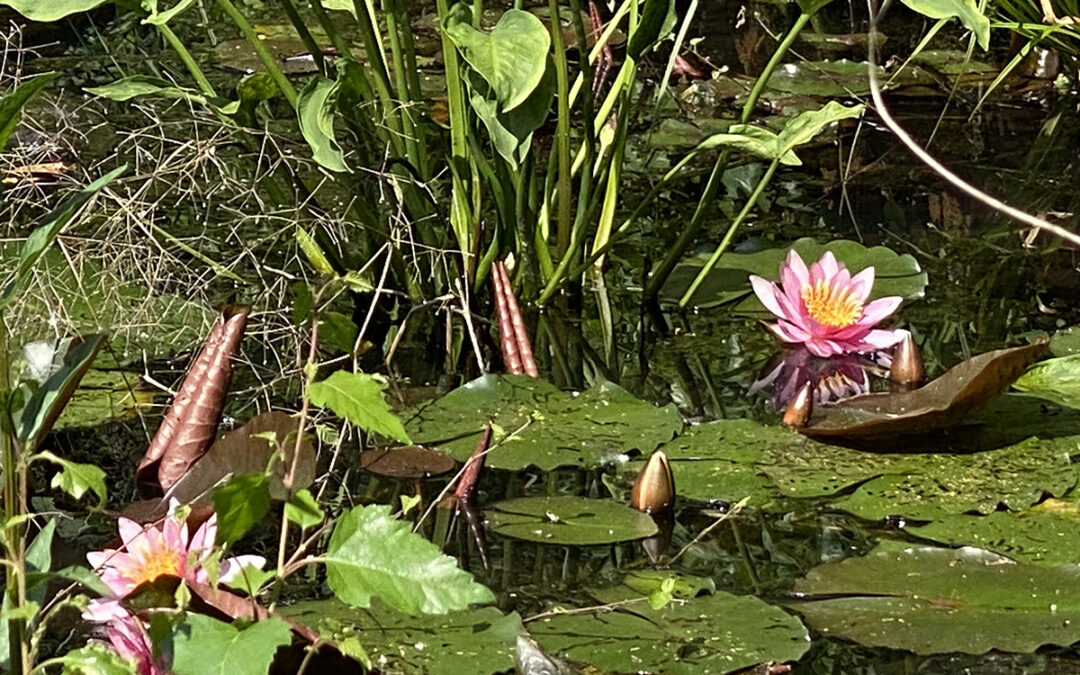 Spring Ango 2025 – 3 Month Zen Training Period